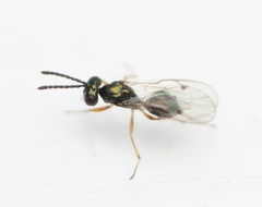 Miscogaster