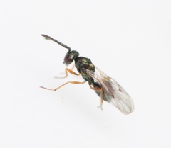 Miscogaster
