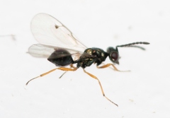 Miscogaster