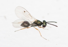 Miscogaster