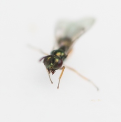 Miscogaster