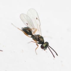 Miscogaster