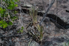 Hohenbergia