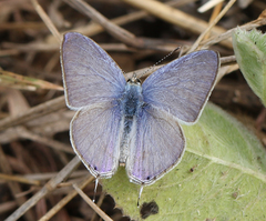 Catochrysops strabo strabo