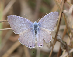 Catochrysops strabo strabo