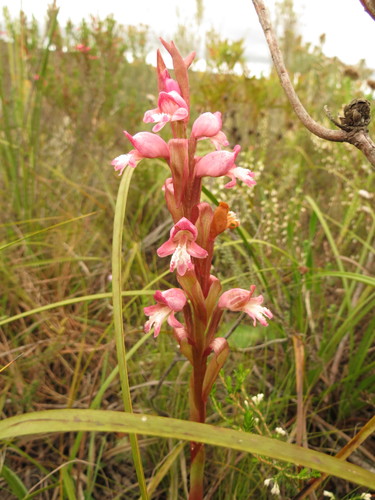 Image of Satyrium muticum by (c) Christiaan Viljoen, some rights reserved (CC BY)