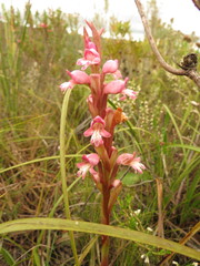 Satyrium muticum