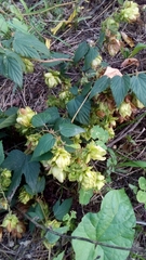 Humulus lupulus