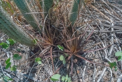 Dyckia dissitiflora