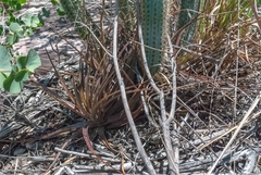 Dyckia dissitiflora
