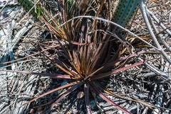 Dyckia dissitiflora
