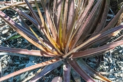 Dyckia dissitiflora