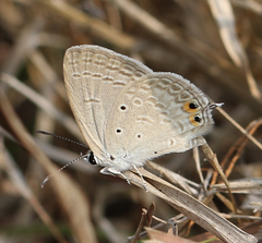 Euchrysops cnejus cnejus