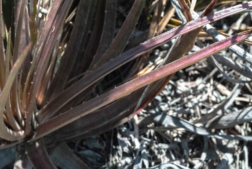 Dyckia dissitiflora