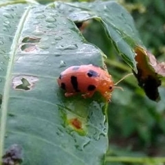 Podontia affinis
