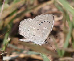 Pseudozizeeria maha ossa