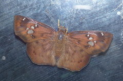 Eagris nottoana knysna