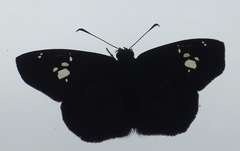 Eagris nottoana knysna