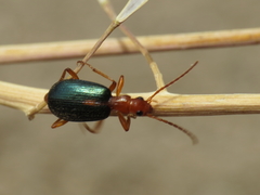 Brachinus sclopeta