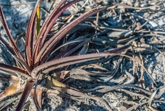 Dyckia