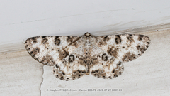 Ophthalmitis albosignaria