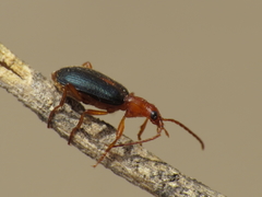 Brachinus sclopeta