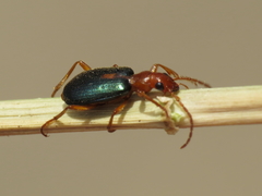 Brachinus sclopeta