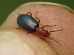 Brachinus sclopeta