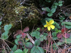 Potentilla matsumurae