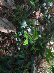 Alyxia taiwanensis