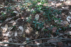 Alyxia taiwanensis