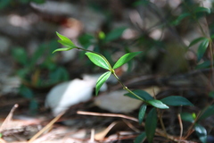 Alyxia taiwanensis