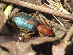 Brachinus sclopeta