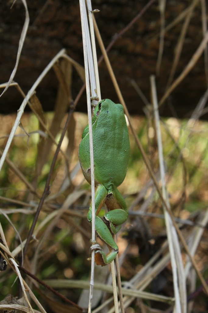 Shelkovnikov's Tree Frog