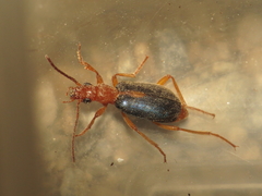 Brachinus sclopeta