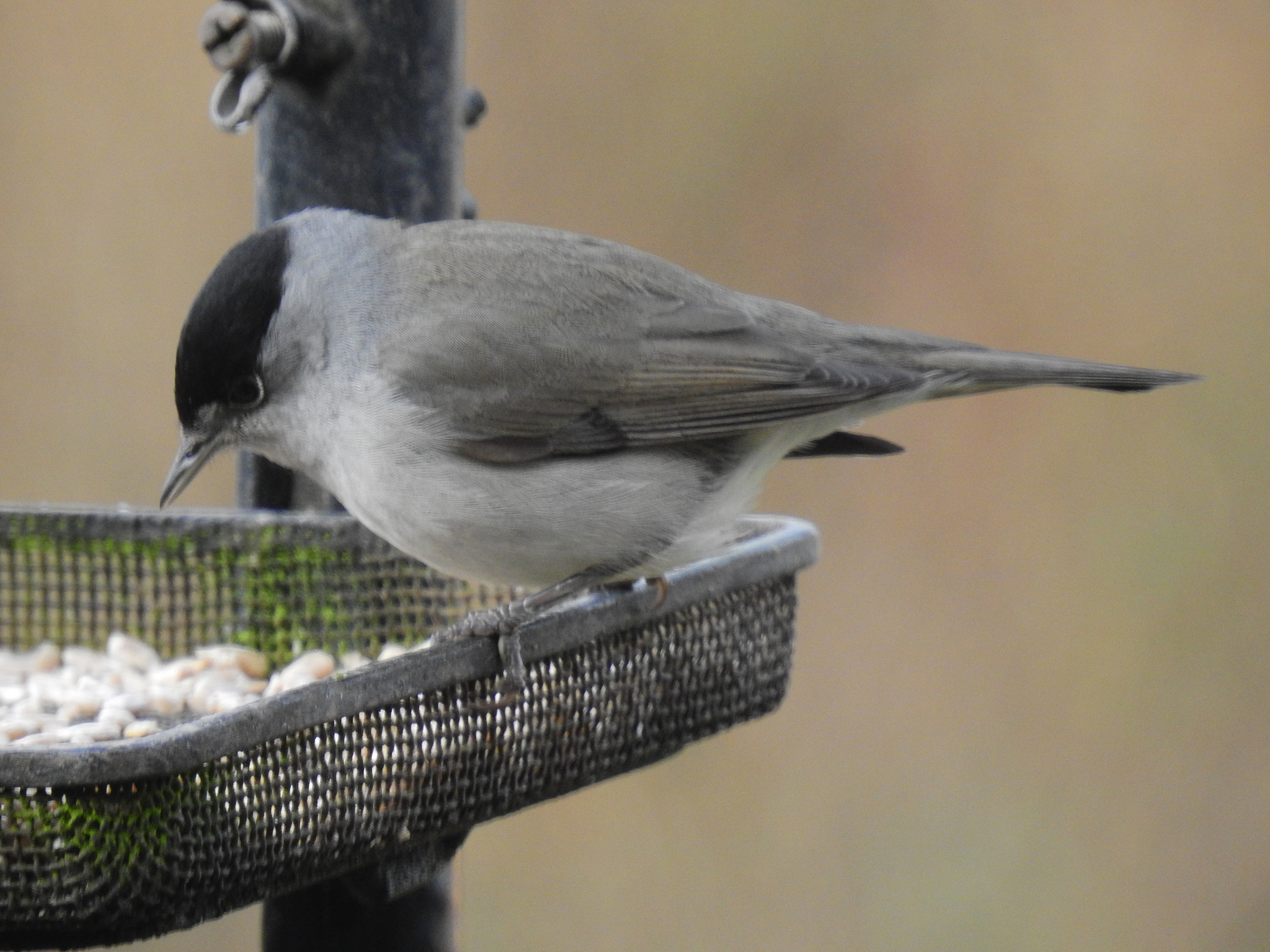 Eurasian Blackcap (Sylvia atricapilla)