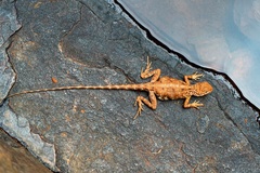 Ctenophorus caudicinctus
