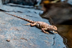 Ctenophorus caudicinctus