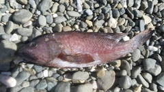 Epinephelus guttatus