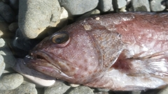 Epinephelus guttatus