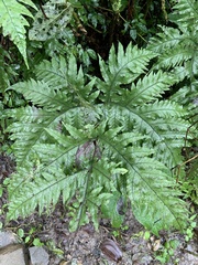 Tectaria griffithii