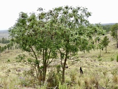 Zanthoxylum coco