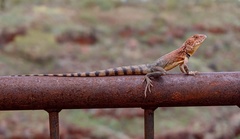Ctenophorus caudicinctus