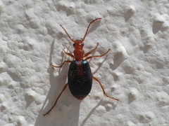 Brachinus sclopeta