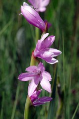 Watsonia occulta