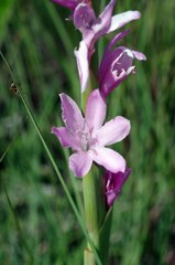 Watsonia occulta