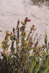 Stylapterus fruticulosus