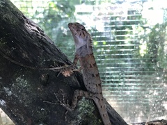 Calotes versicolor
