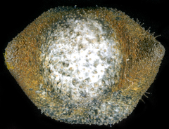 Sclerodactyla briareus