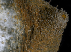 Sclerodactyla briareus